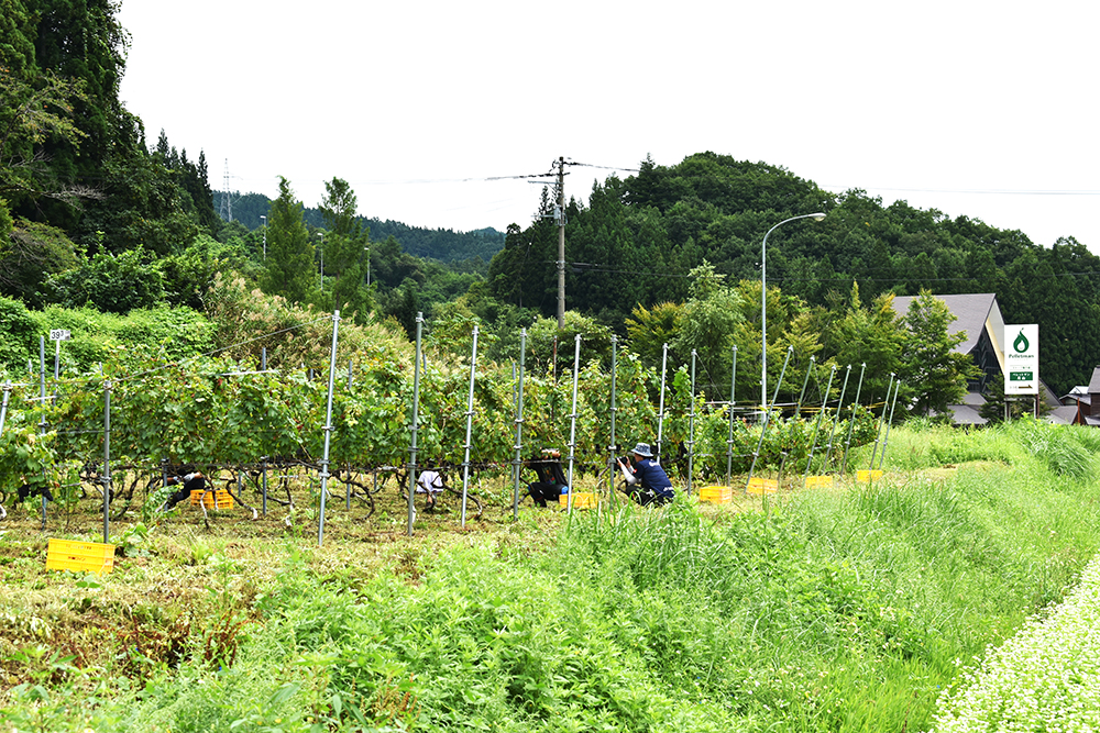 西川町水沢にあるワイン用ブドウ畑
